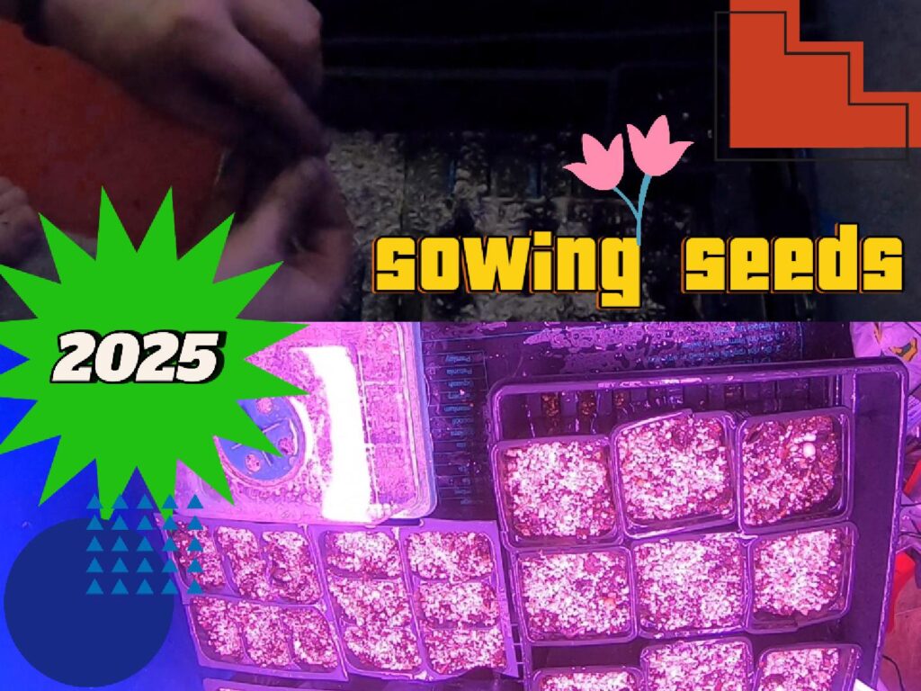 sowing seeds 2025