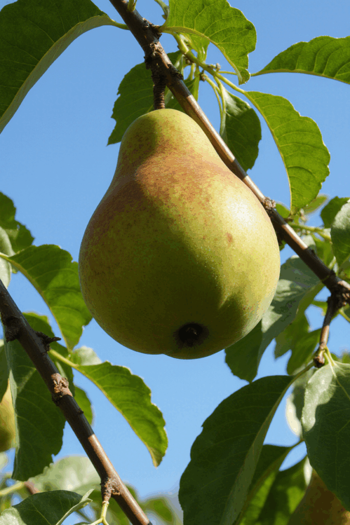 pear grown from pollination